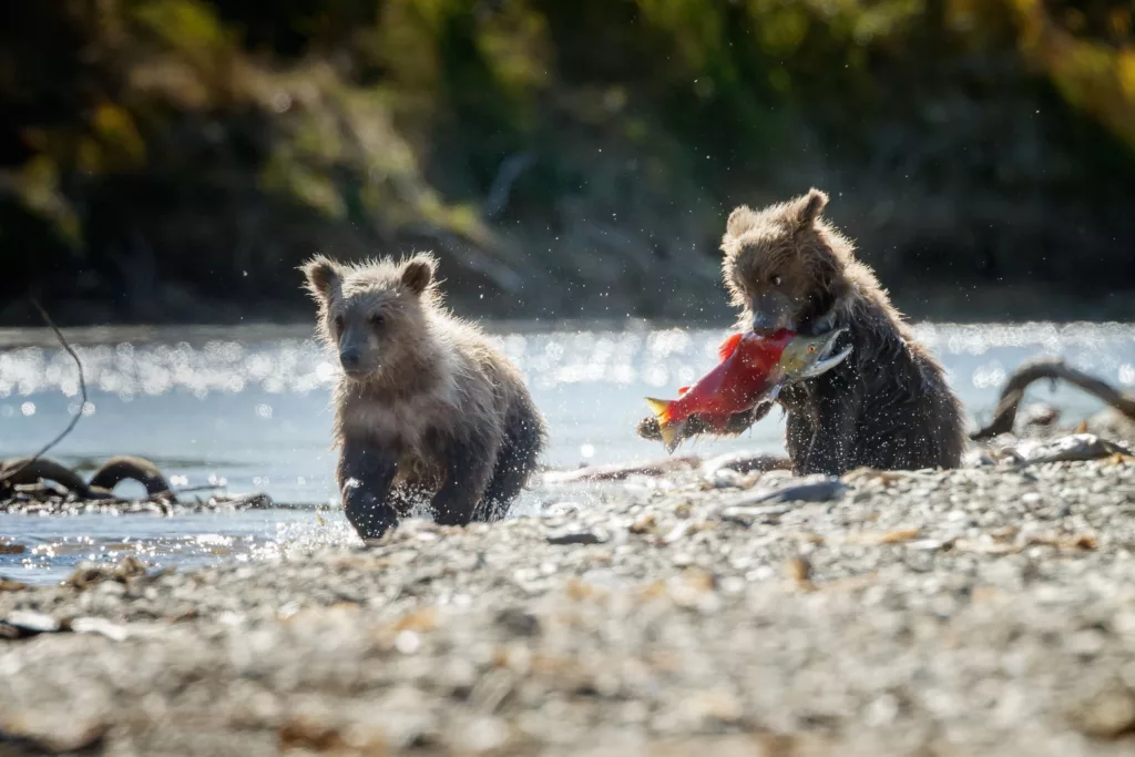 bears playing in the kenai river