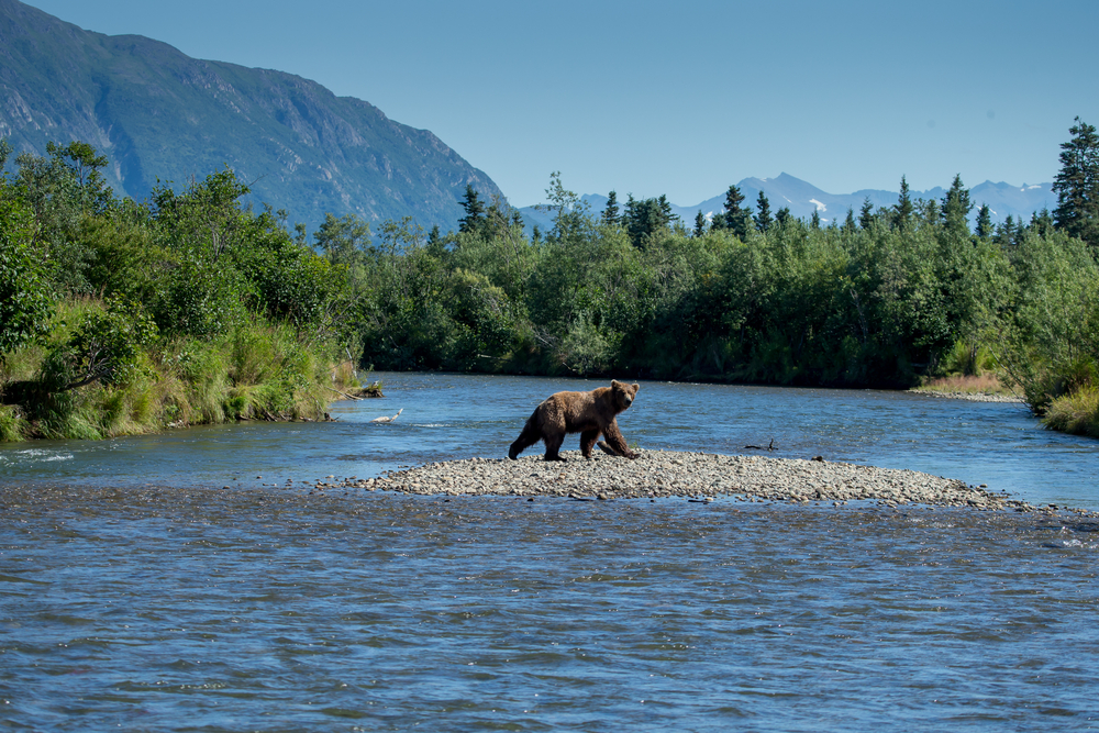 bear in kenai river in alaska