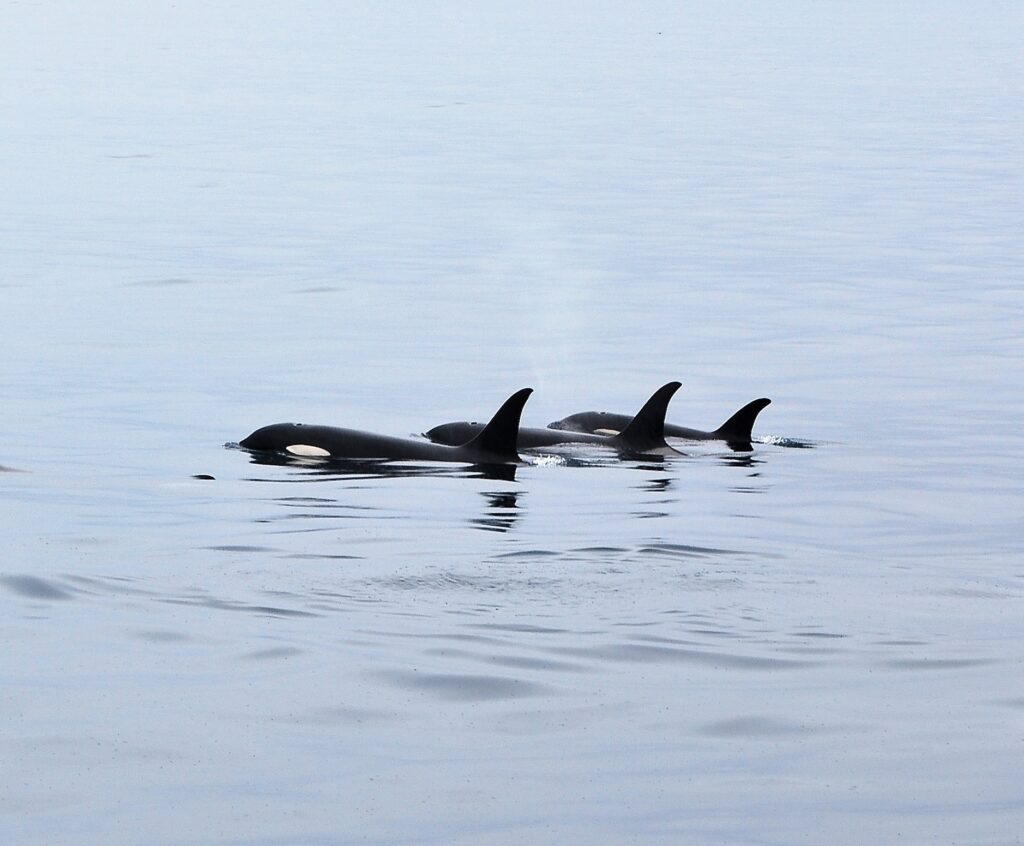 Orcas swimming in Resurrection Bay, Alaska, Kenai Peninsula