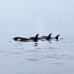 Orcas swimming in Resurrection Bay, Alaska, Kenai Peninsula