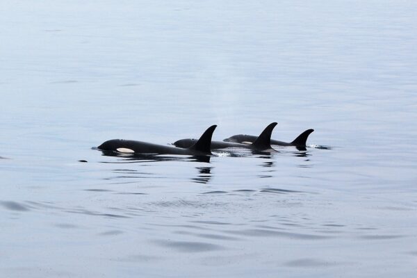 Orcas swimming in Resurrection Bay, Alaska, Kenai Peninsula