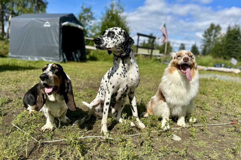 Some of our cabins are dog friendly - allowing one dog per stay.