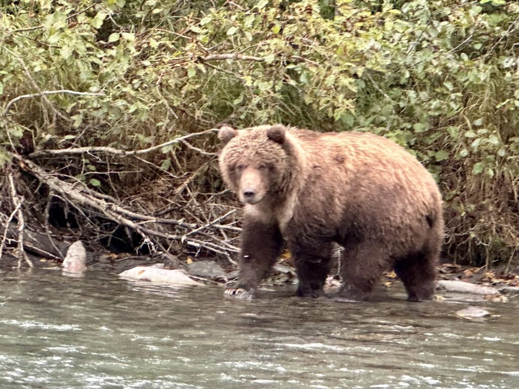 Brown Bears on the Kenai River