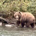 Brown Bears on the Kenai River