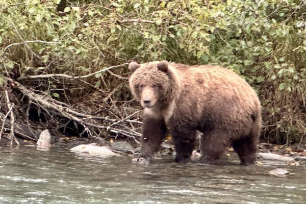 Brown Bears on the Kenai River