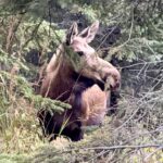 Our cabins typically have moose visitors on the property.