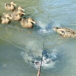Ducks swimming in a pond