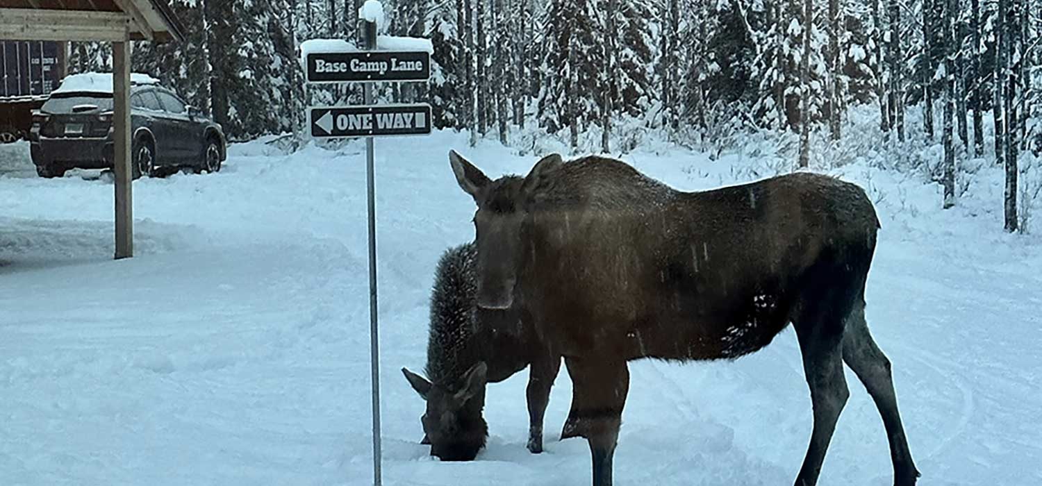 Moose-1500x800